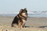 CHIEN FINNOIS DE LAPONIE 052